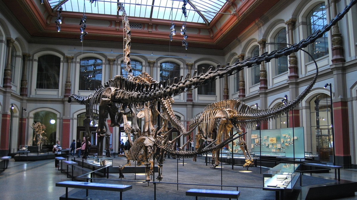 Dinosaurierfossilien im Lichthof des Museum für Naturkunde Berlin