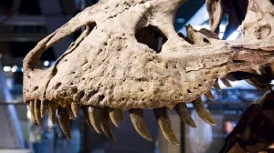 Schädel eines T-Rex