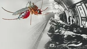 Ein Weibchen der Art Culex pipiens molestus. Die Mücken im Londoner Untergrund plagten die Menschen besonders während des Zweiten Weltkriegs, als die Tunnel Schutz vor Bomben boten. Biologen von der Princeton University haben kürzlich die Evolutionsmechanismen der Mücken aufgedeckt.