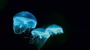 Crystal_Jellyfish_(Aequorea_victoria)