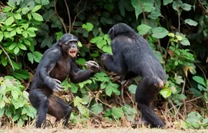 Kämpfende Schimpansen