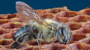 Nahaufnahme einer Biene auf Wabenoberfläche.