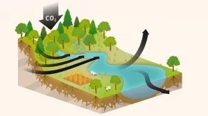 Flüsse und CO2