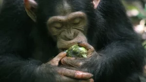 Schimpanse frisst Frucht