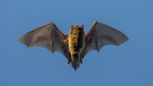 Foto einer Japanischen Hausfledermaus