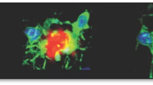 Drei farbige, chemische oder biologische Darstellungen mit roten, grünen, blauen und gelben Bereichen.