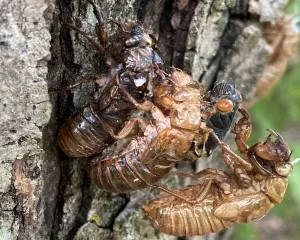 Schlüpfende Zikaden
