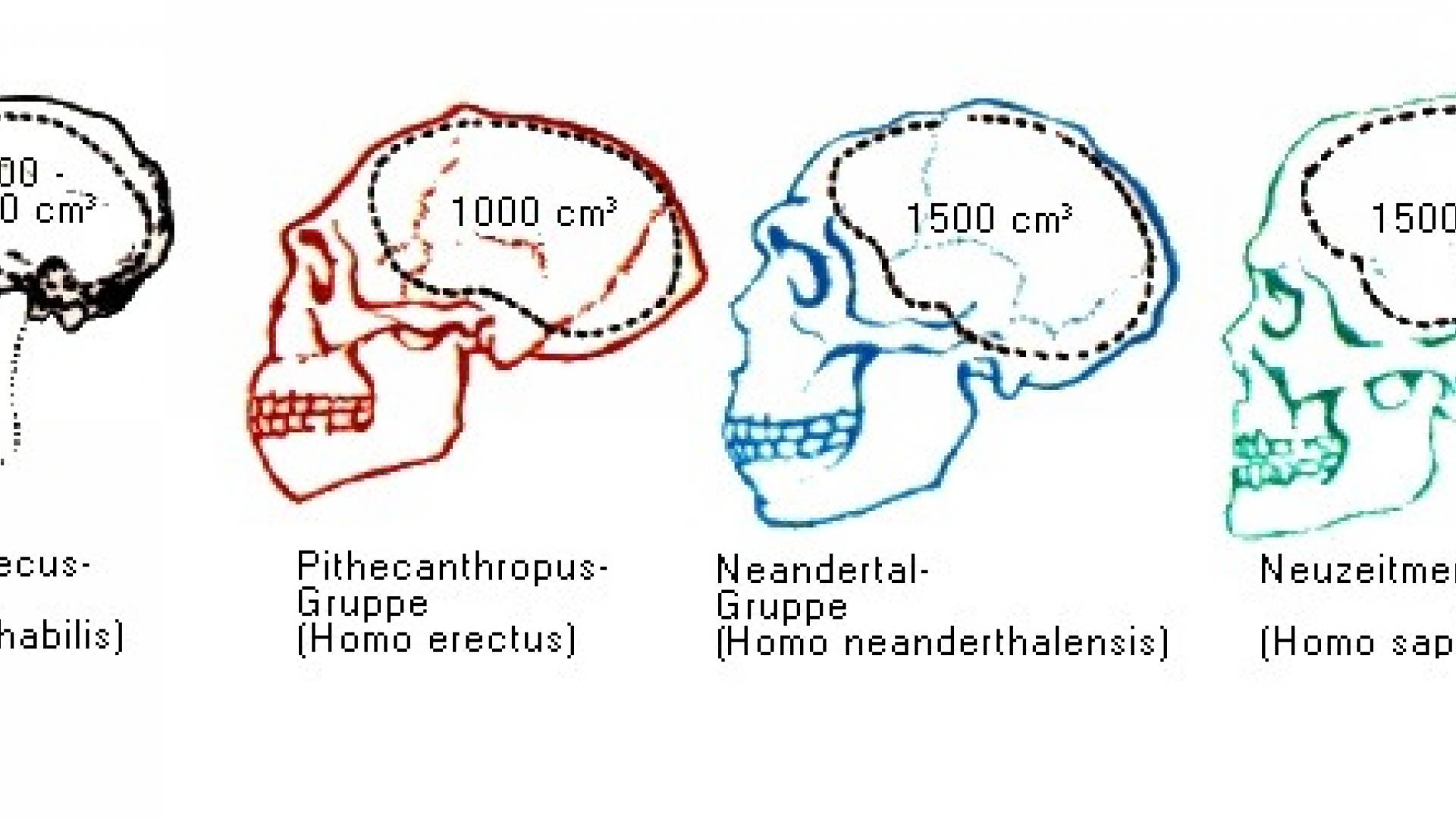 Australopithecus wissen.de