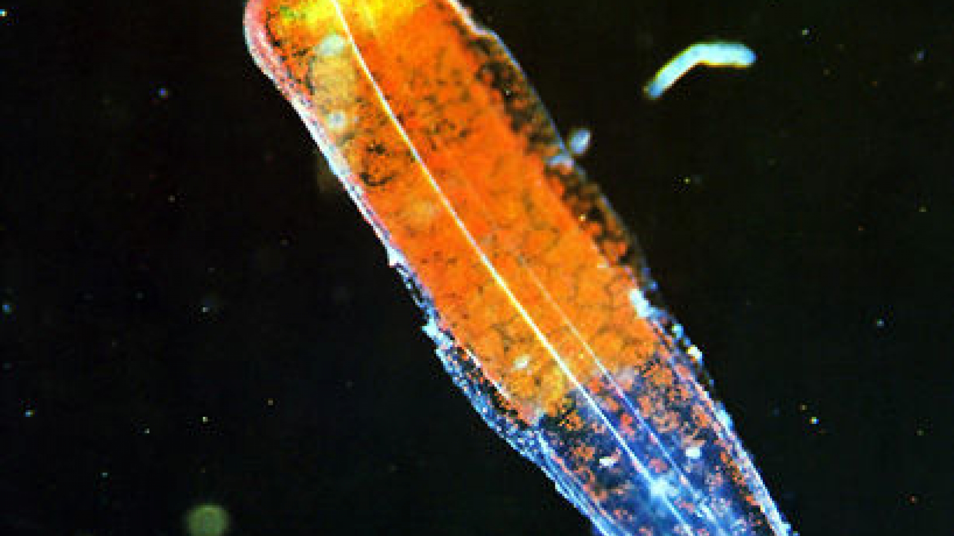 Manteltiere wissen.de