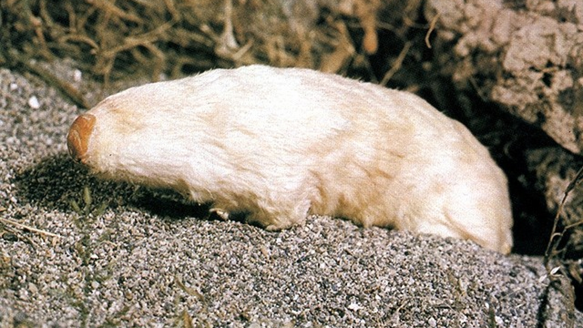 Beuteltiere wissen.de