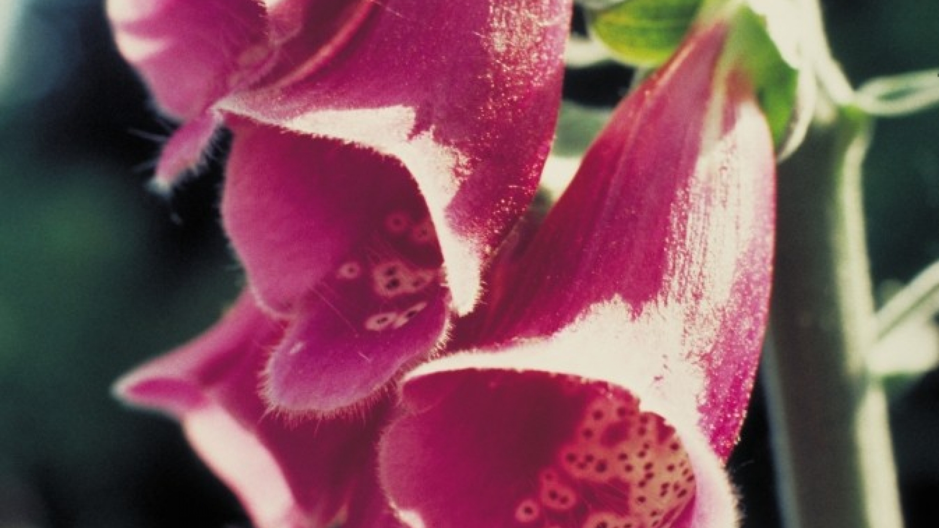 zweijährige Pflanzen wissen.de