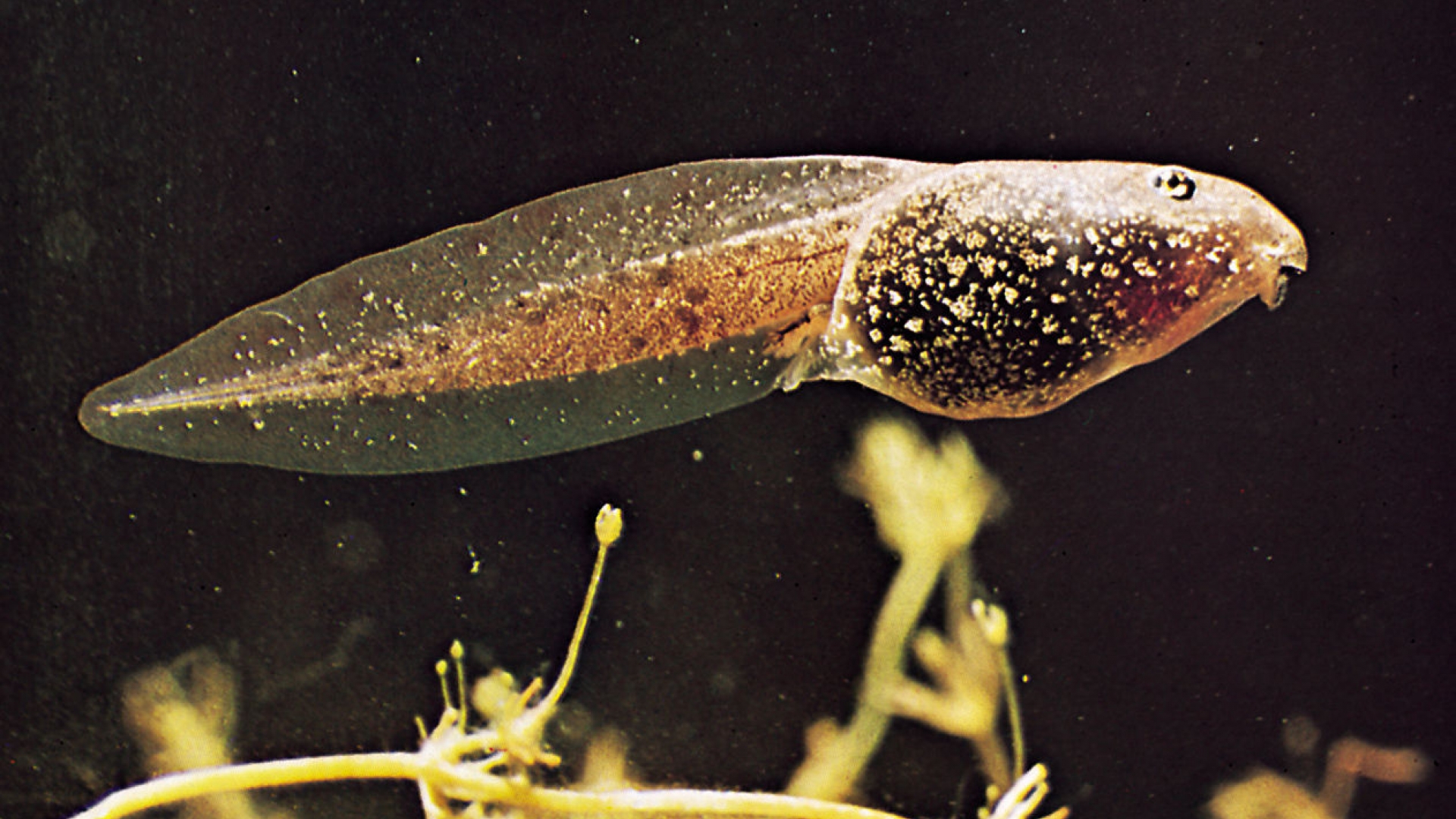 Kaulquappe wissen.de