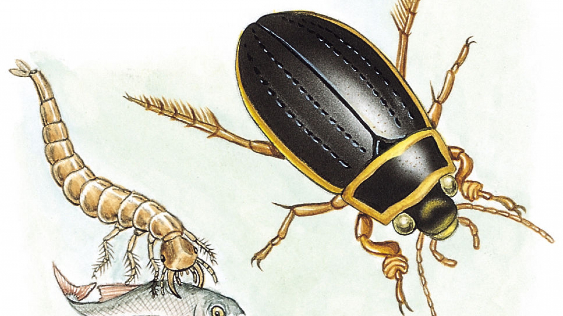 Gelbrandkäfer wissen.de