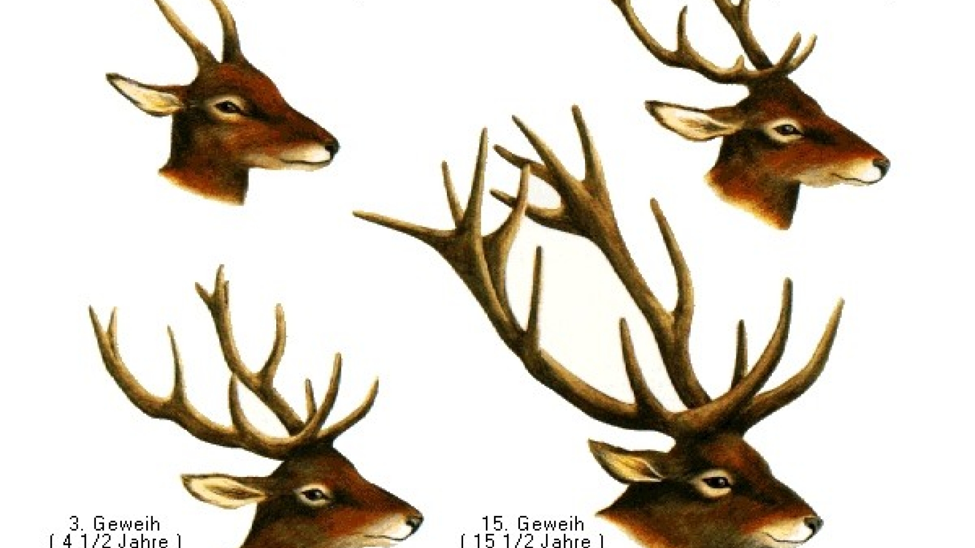 Hirsche aus dem Lexikon wissen.de