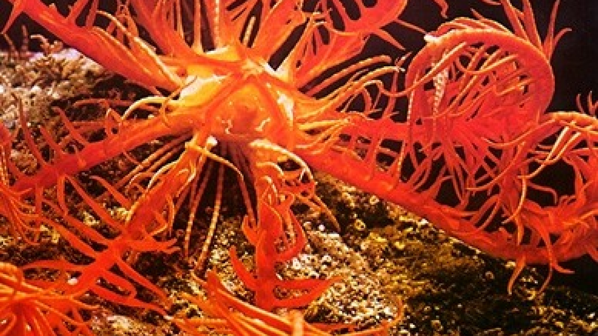 Haarsterne wissen.de