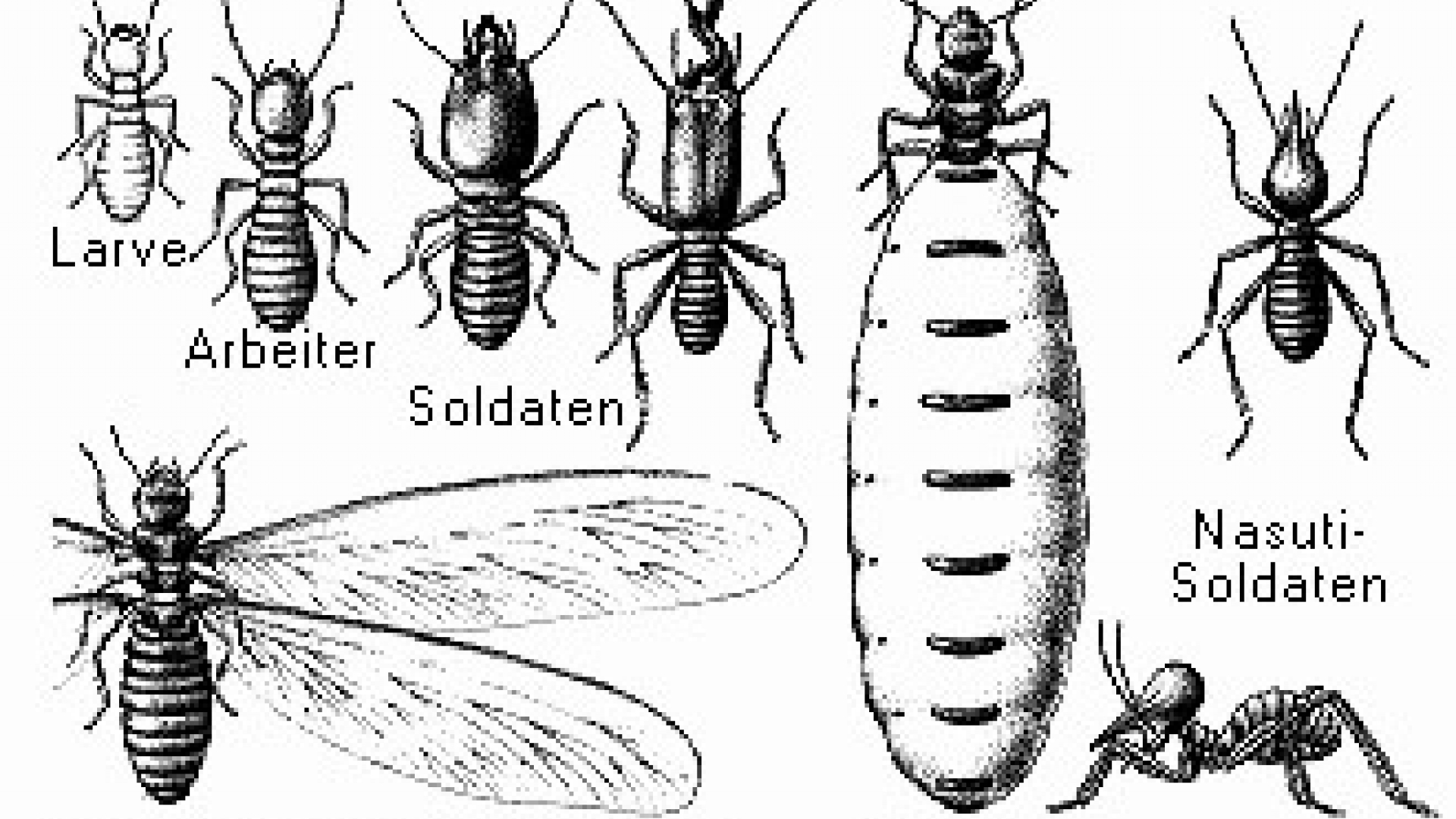Unterschied Zwischen Termiten Und Ameisen Termiten | wissen.de
