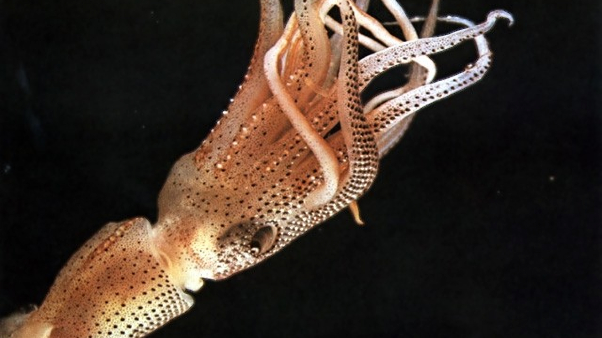 Kopffüßer wissen.de