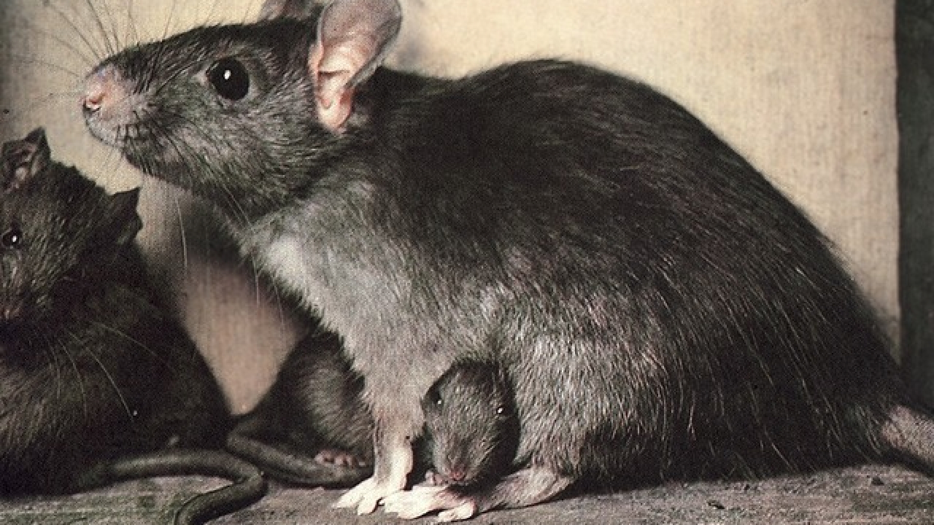 Revier (Biologie) wissen.de