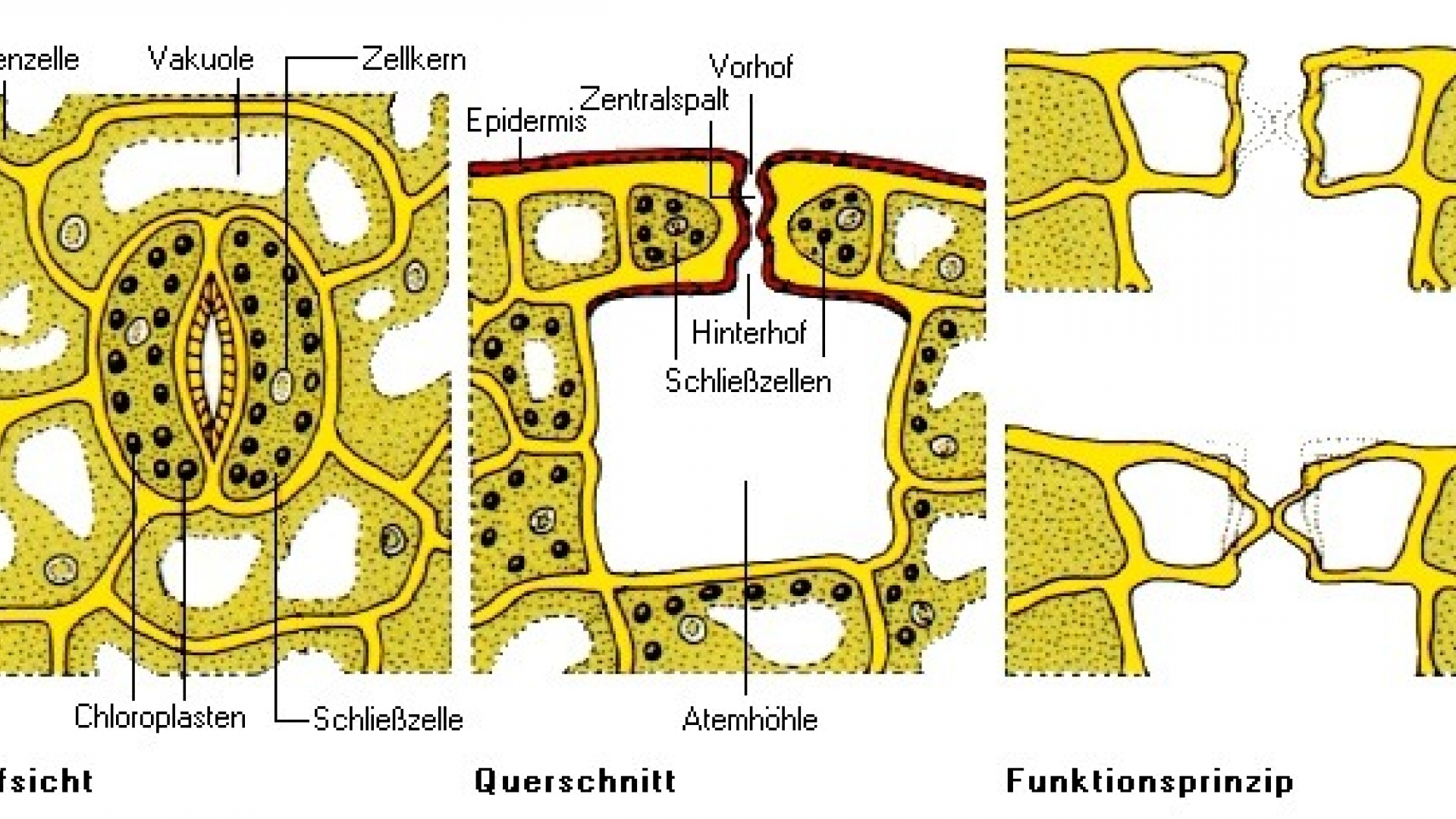 Spaltöffnungen wissen.de