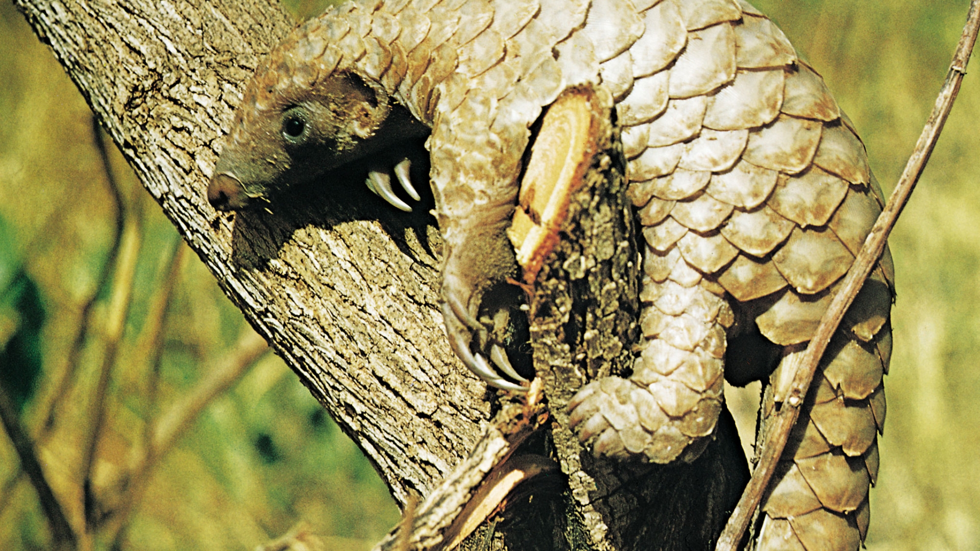 Schuppentiere wissen.de