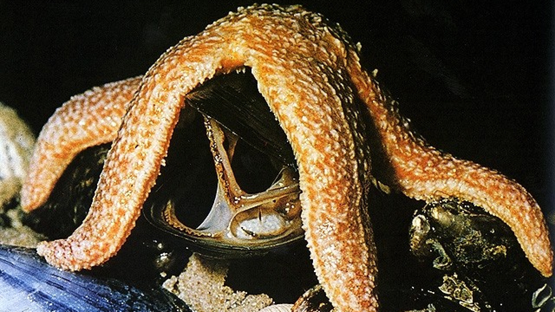 Stachelhäuter wissen.de