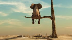 Wissenstest: Crazy-Nature-Quiz - tierische Überraschungen