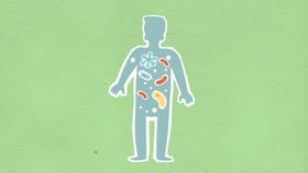 Bakterien sabotieren Hautbarriere über Nervensystem – PLOS Biology-Studie entschlüsselt Mechanismus