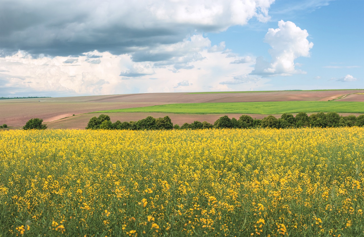 Felder in der Ukraine