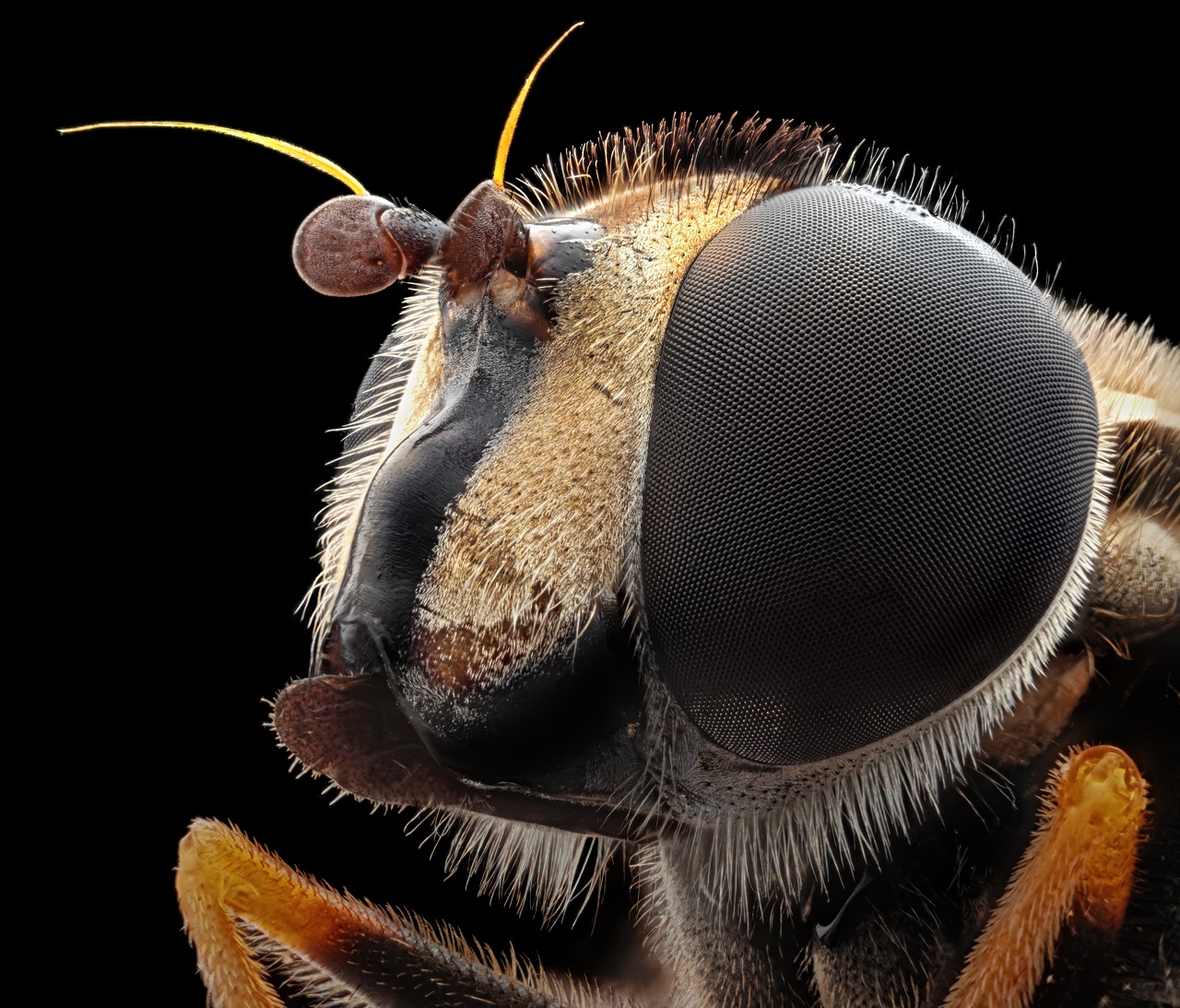 Makroaufnahme der Facettenaugen einer Biene