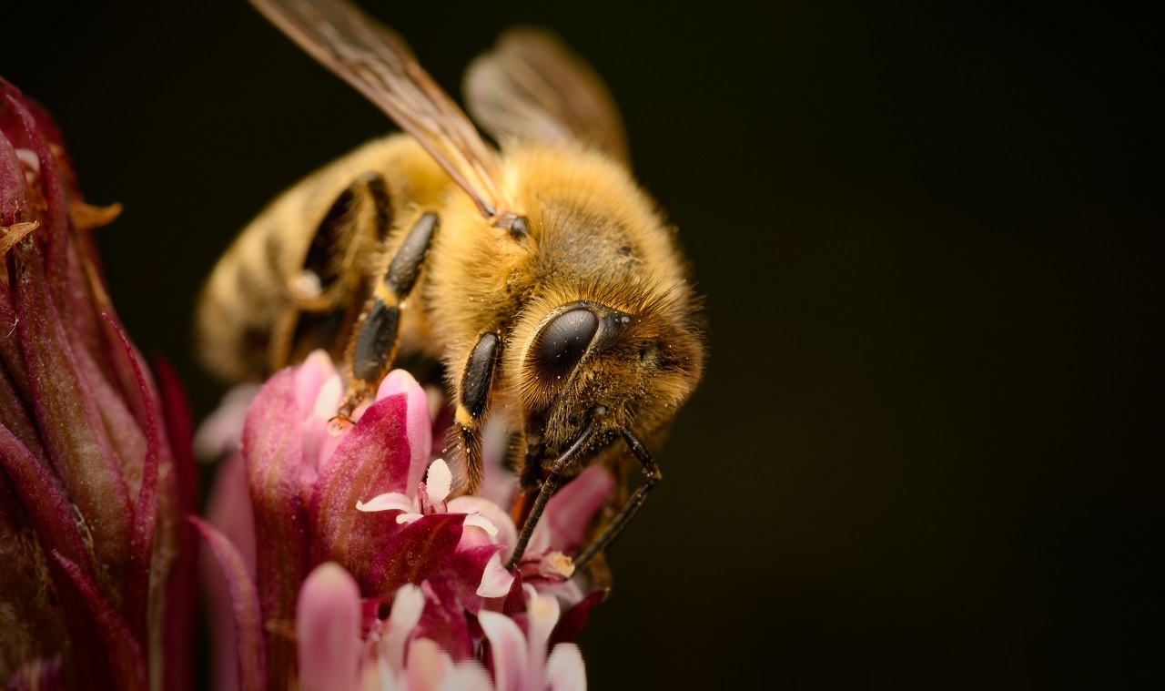 Europäische Honigbiene (Apis mellifera)