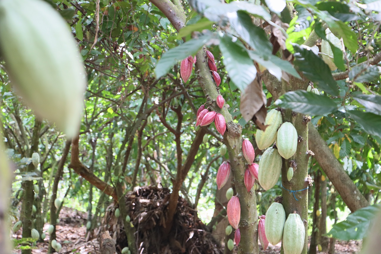 Cocoa cultivation in Ghana