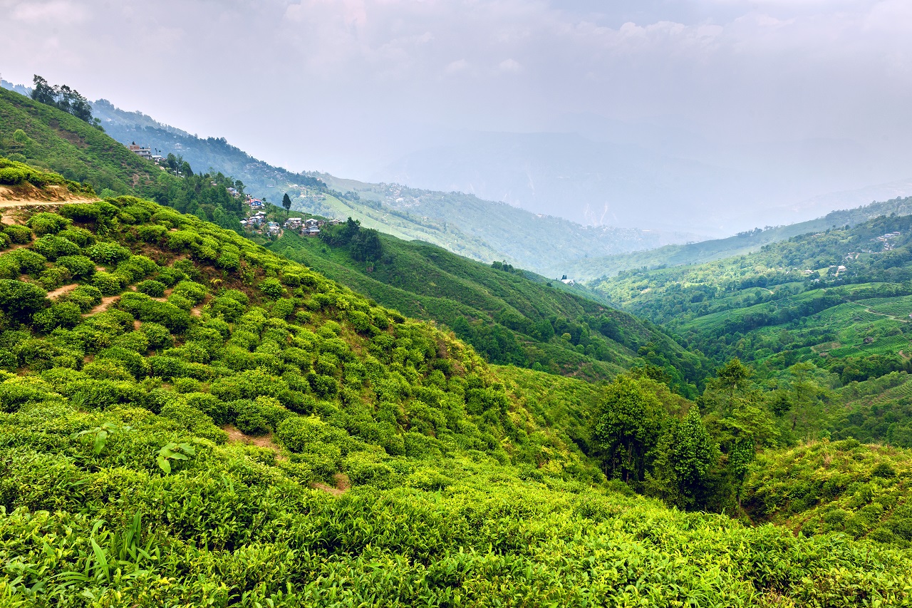 Teeplantage in Darjeeling, West-Bengalen