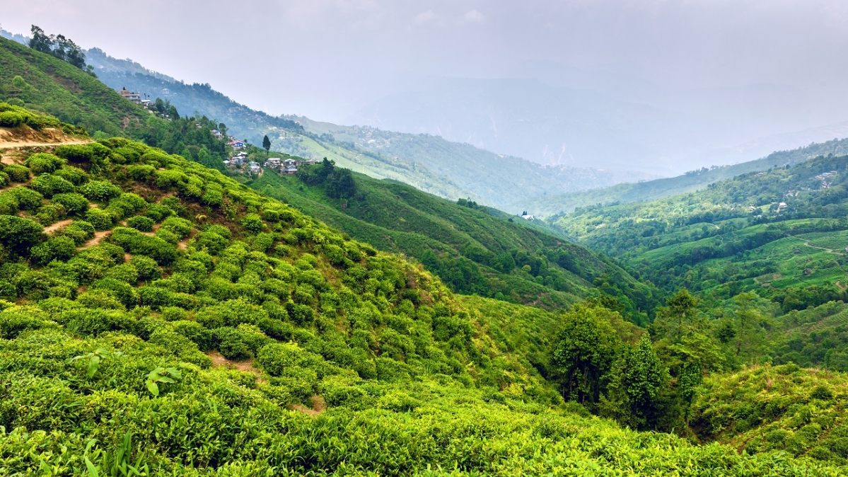 Teeplantage in Darjeeling, West-Bengalen