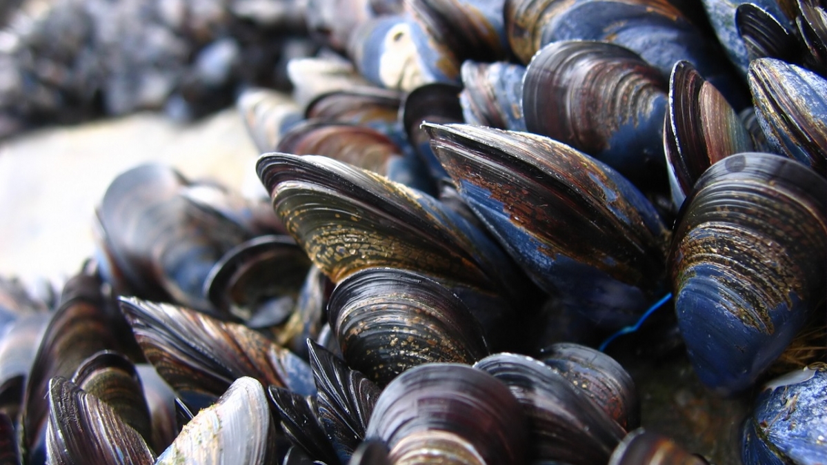 Muschelbank