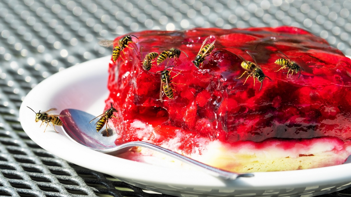 Wespen auf einem Stück Himbeerkuchen