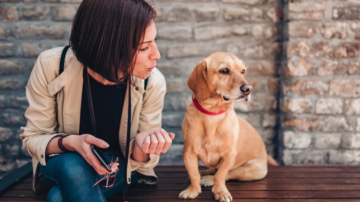 Symbolbild sprechende tiere