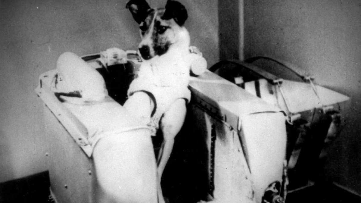 Laika in ihrem Cockpit