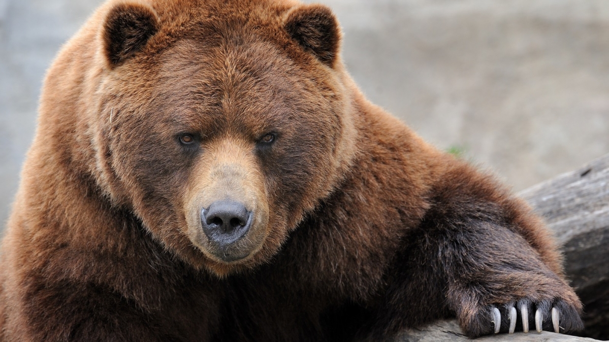 Grizzlybär (Ursus arctos horribilis)