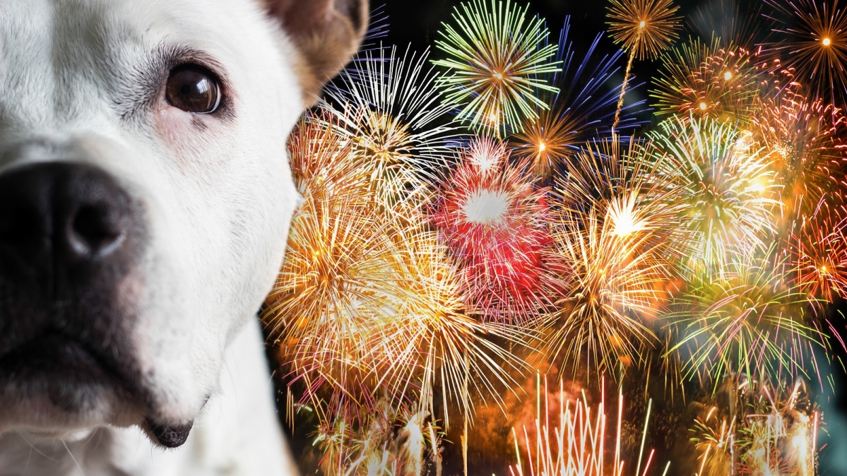 Hund und Feuerwerk