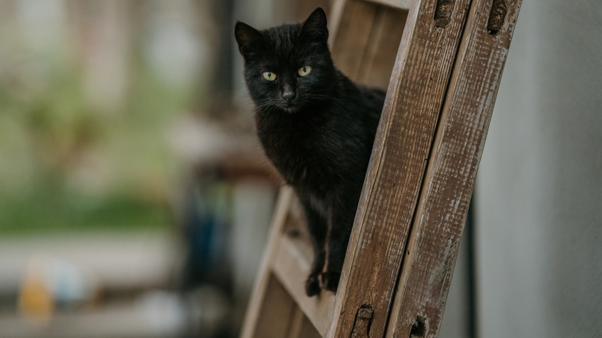 Schwarze Katze auf Holzleiter