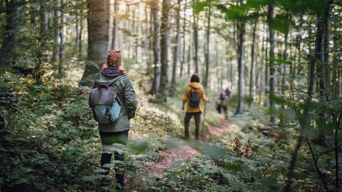 Drei Wanderer bei einem Waldspaziergang