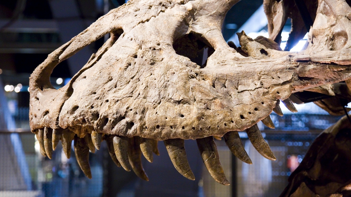 Schädel eines T-Rex