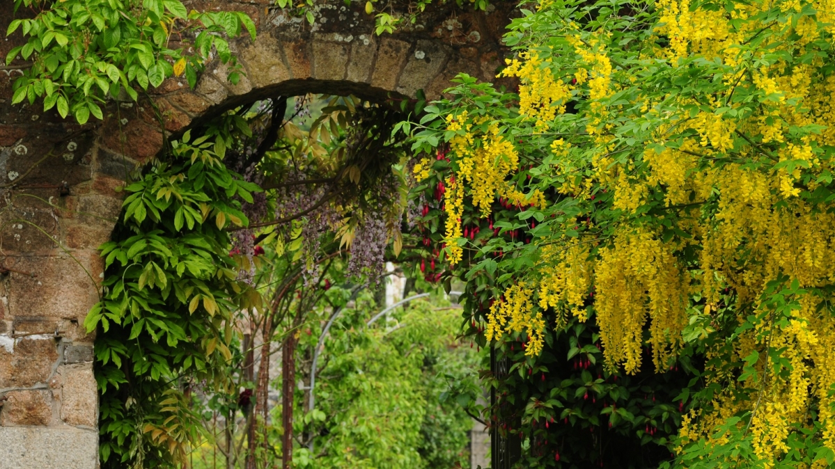 Englische Gartenanlaage mit Goldregen