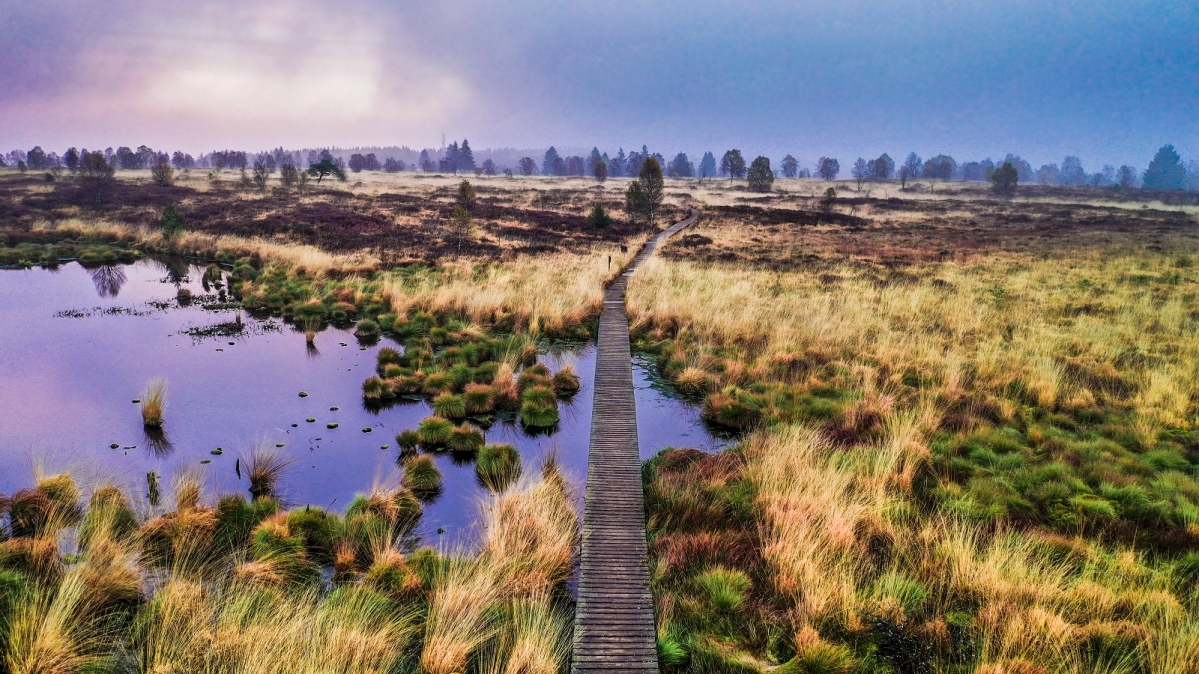 Moorlandschaft im Hohen Venn