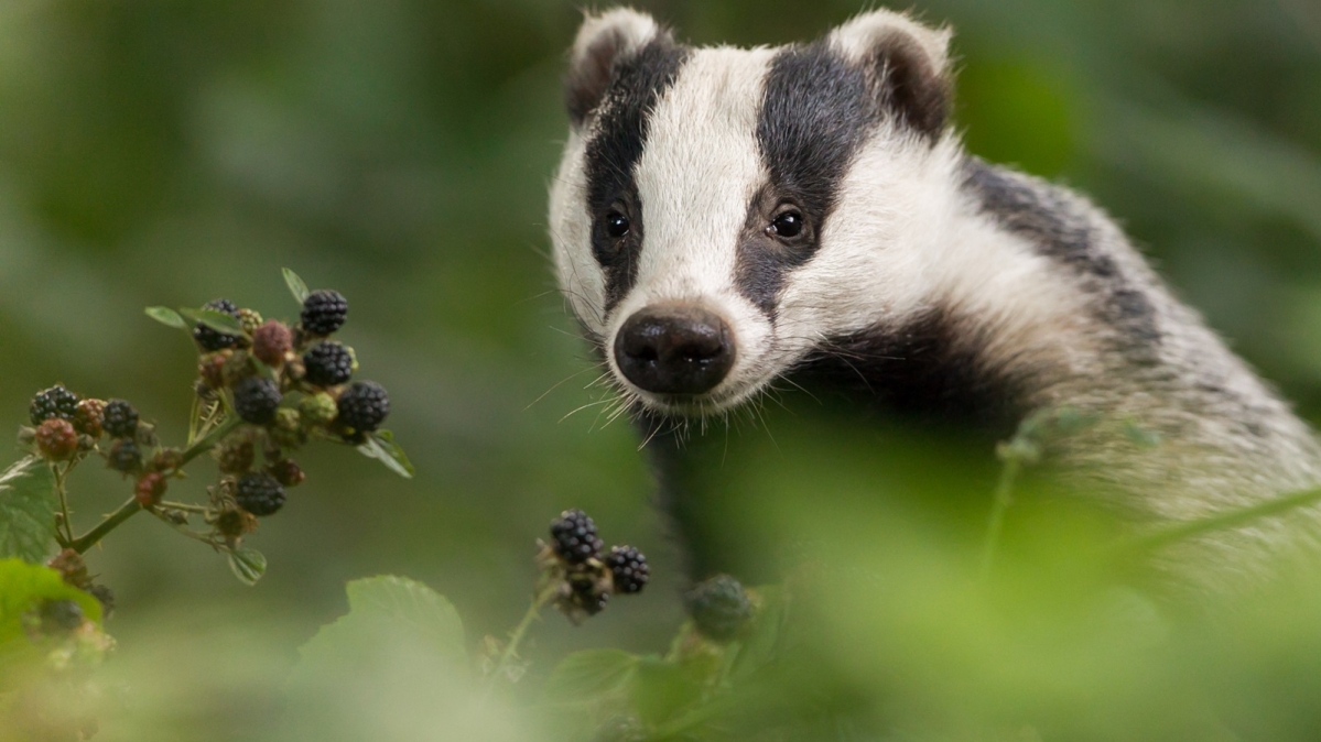 Europäischer Dachs (Meles meles)
