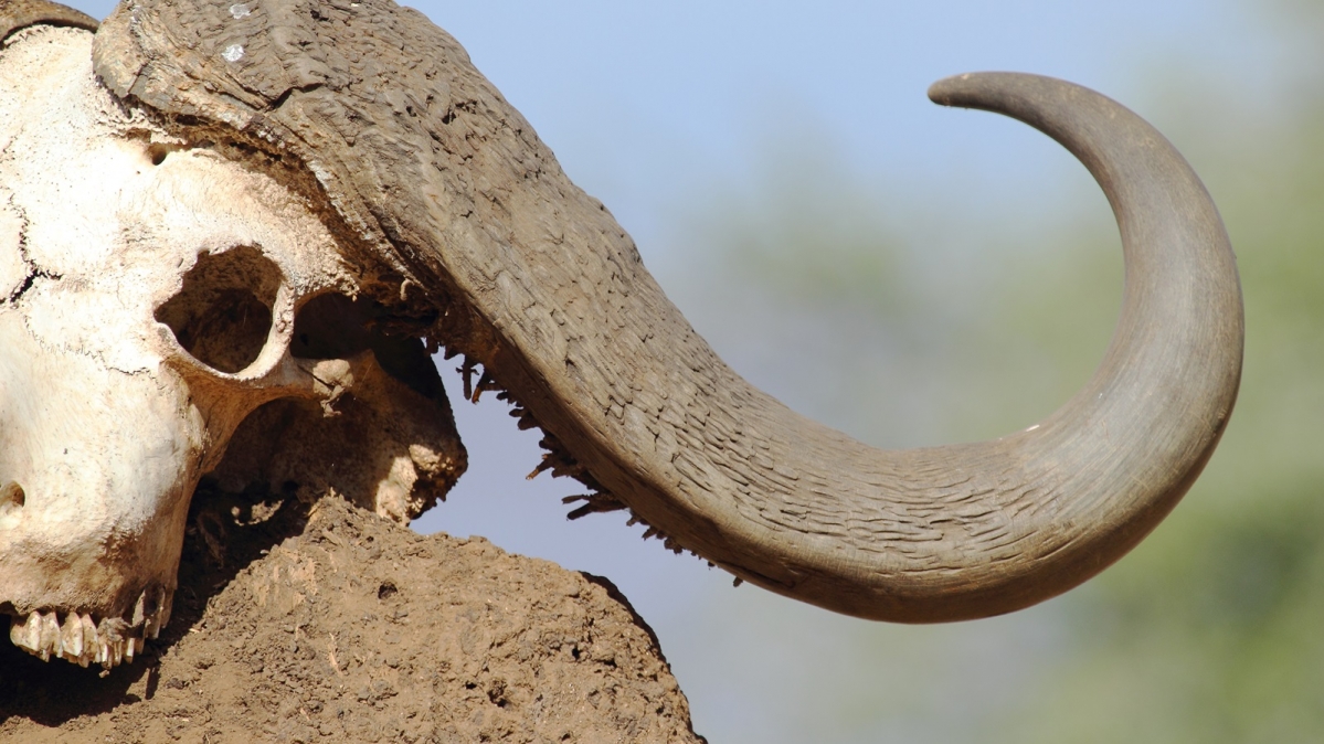 Schädel eines Kaffernbüffels