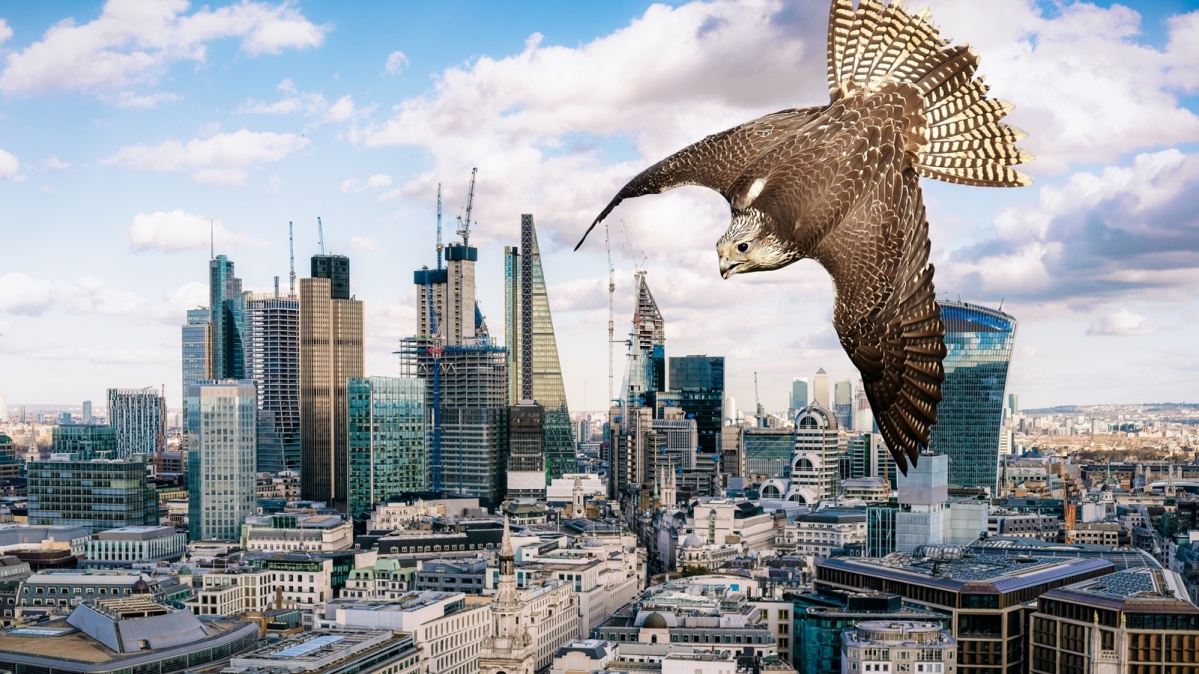 Falke vor Londoner Skyline