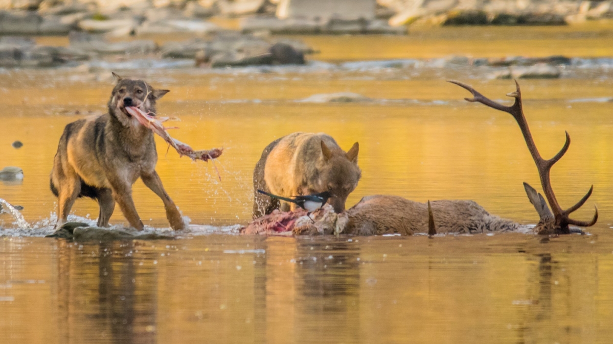 Zwei Wölfe an einem frisch gerissenen Hirsch, Karpaten
