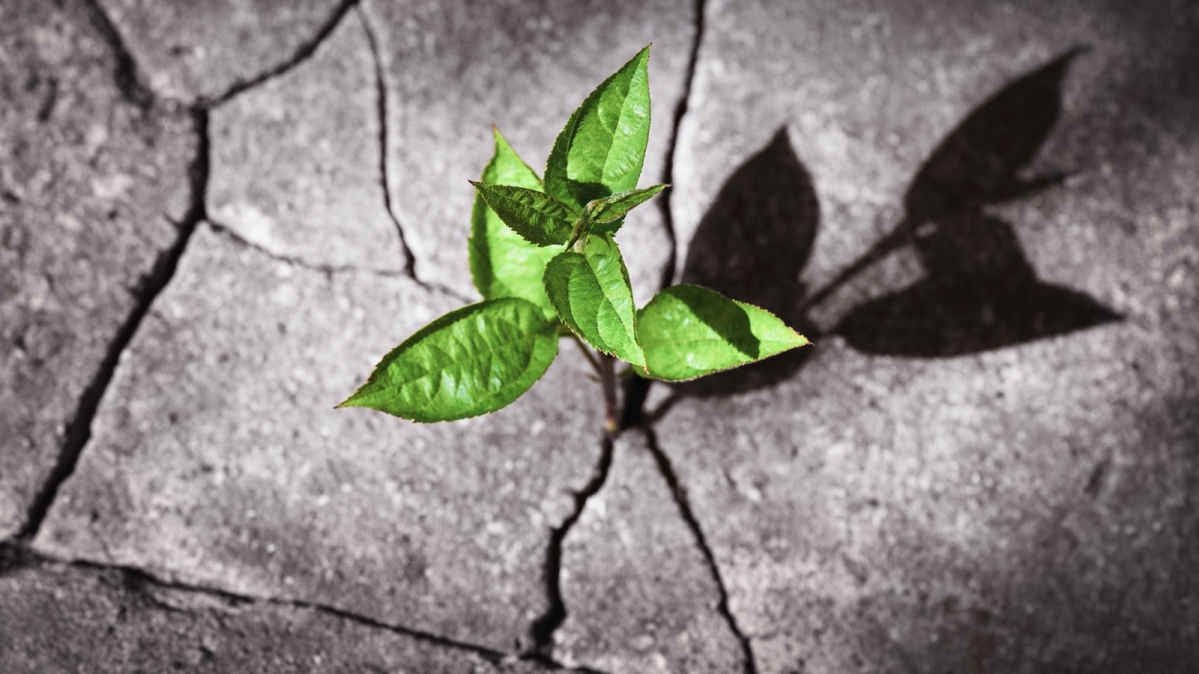 Pflanzensproß dringt durch Betonboonden