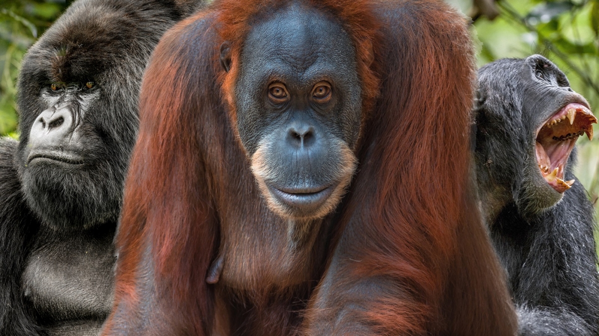 V.l.n.r.: Berggorilla, Oran-Utan und Schimpanse